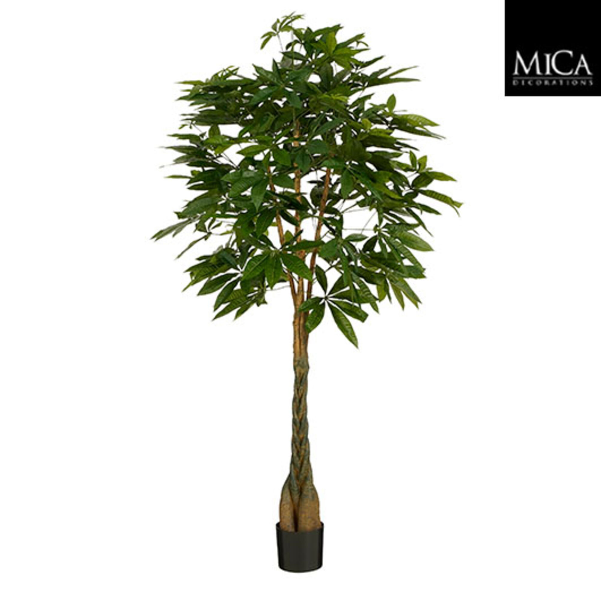Pachira in pot groen