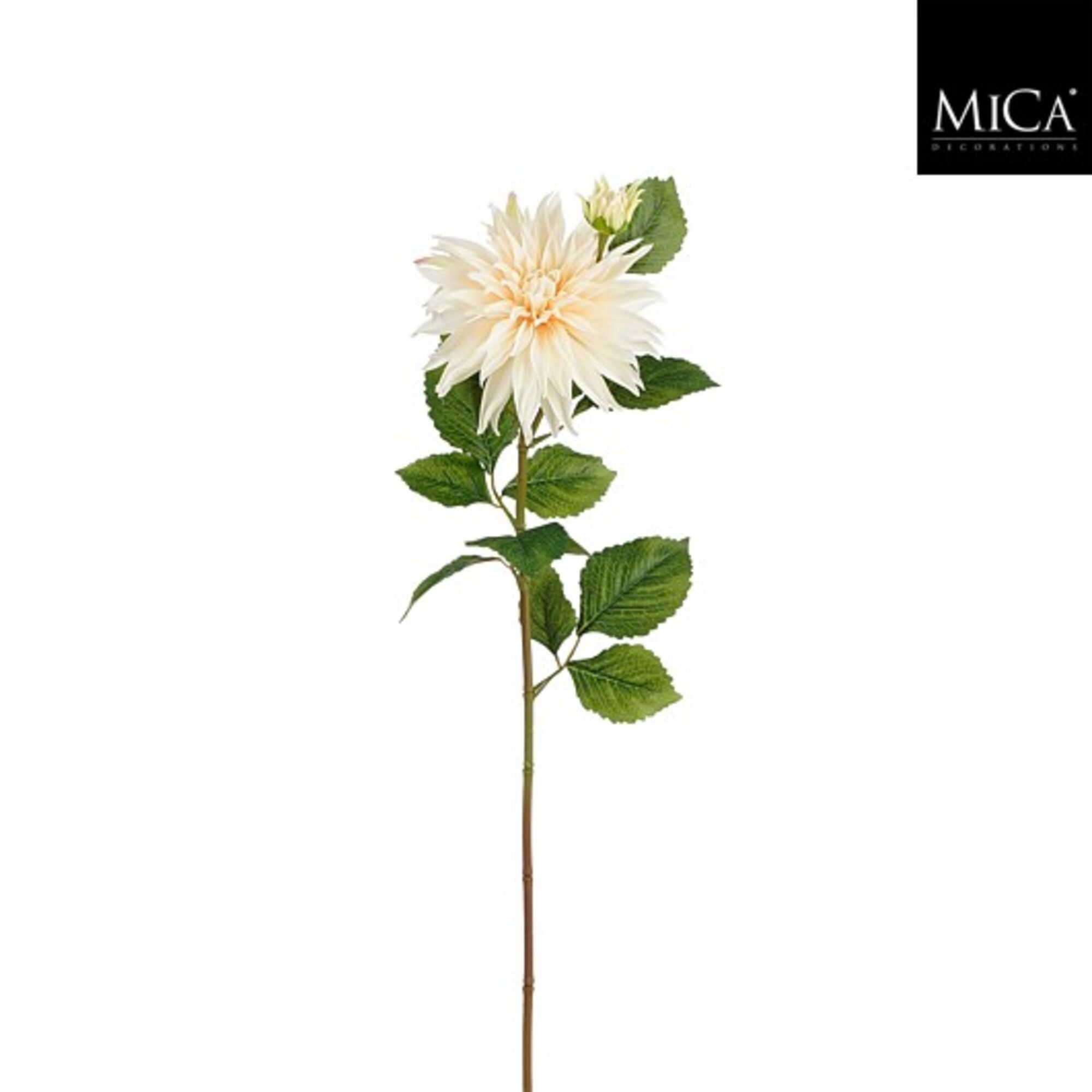 Dahlia creme