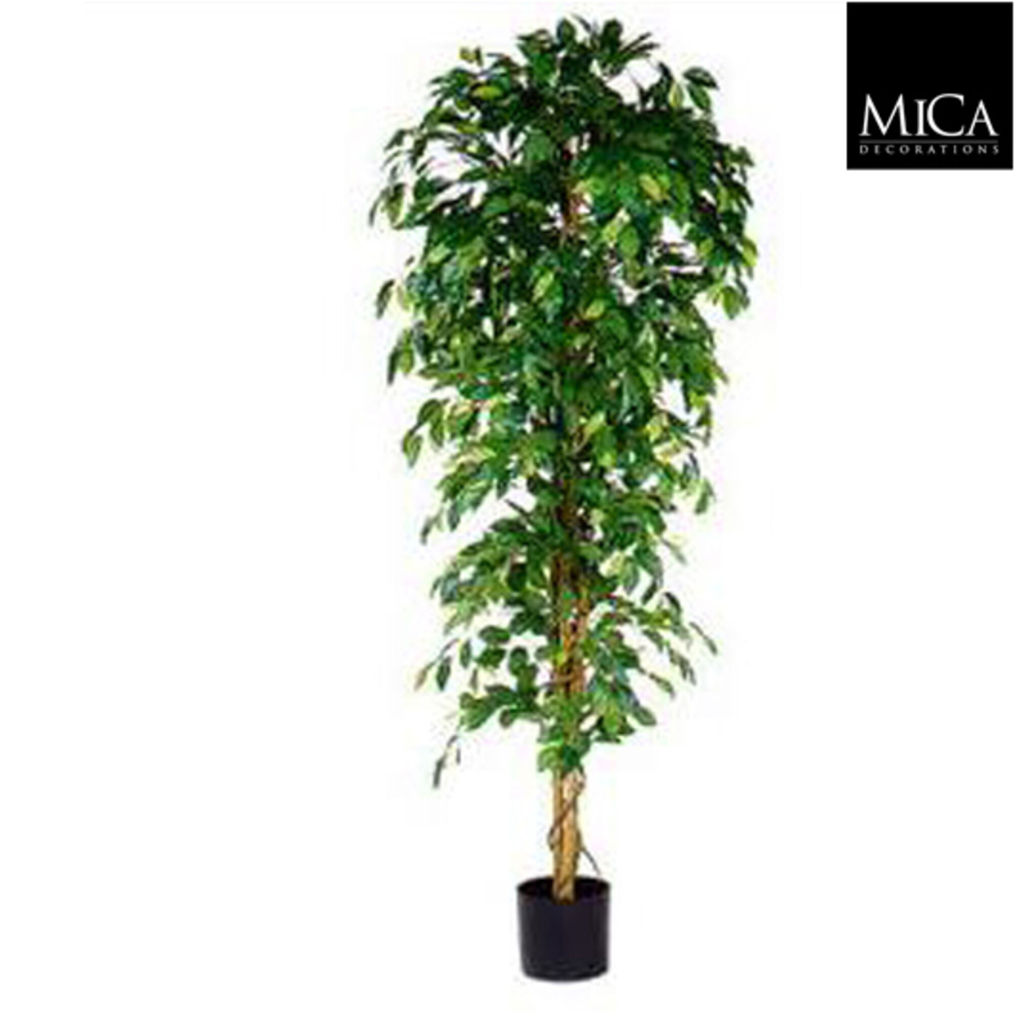 Ficus groen in plastic pot