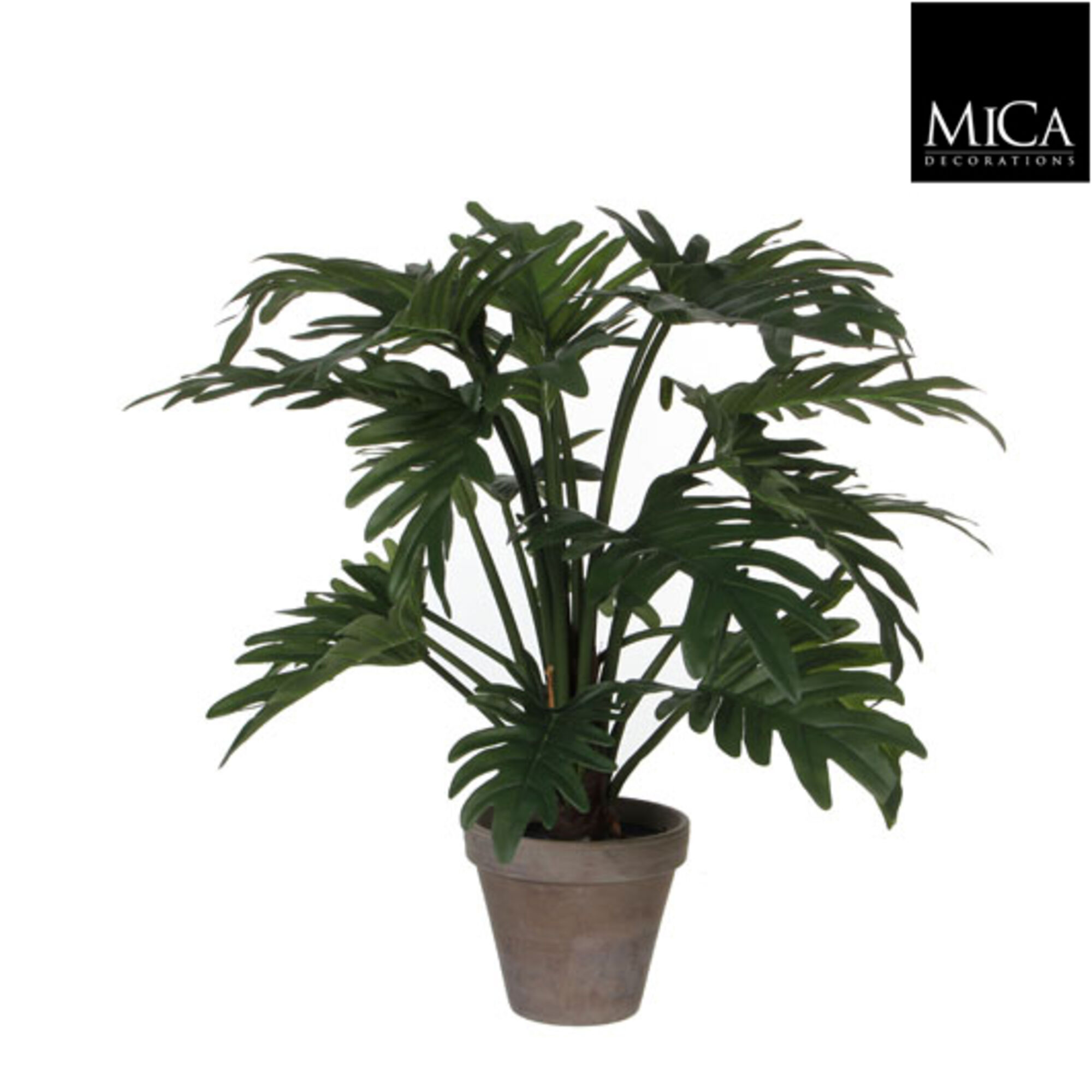 Philodendron selloum groen in pot Stan grijs d15,5cm