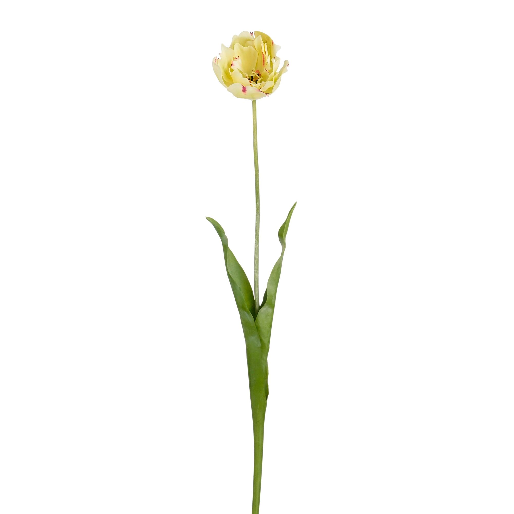 Tulp groen