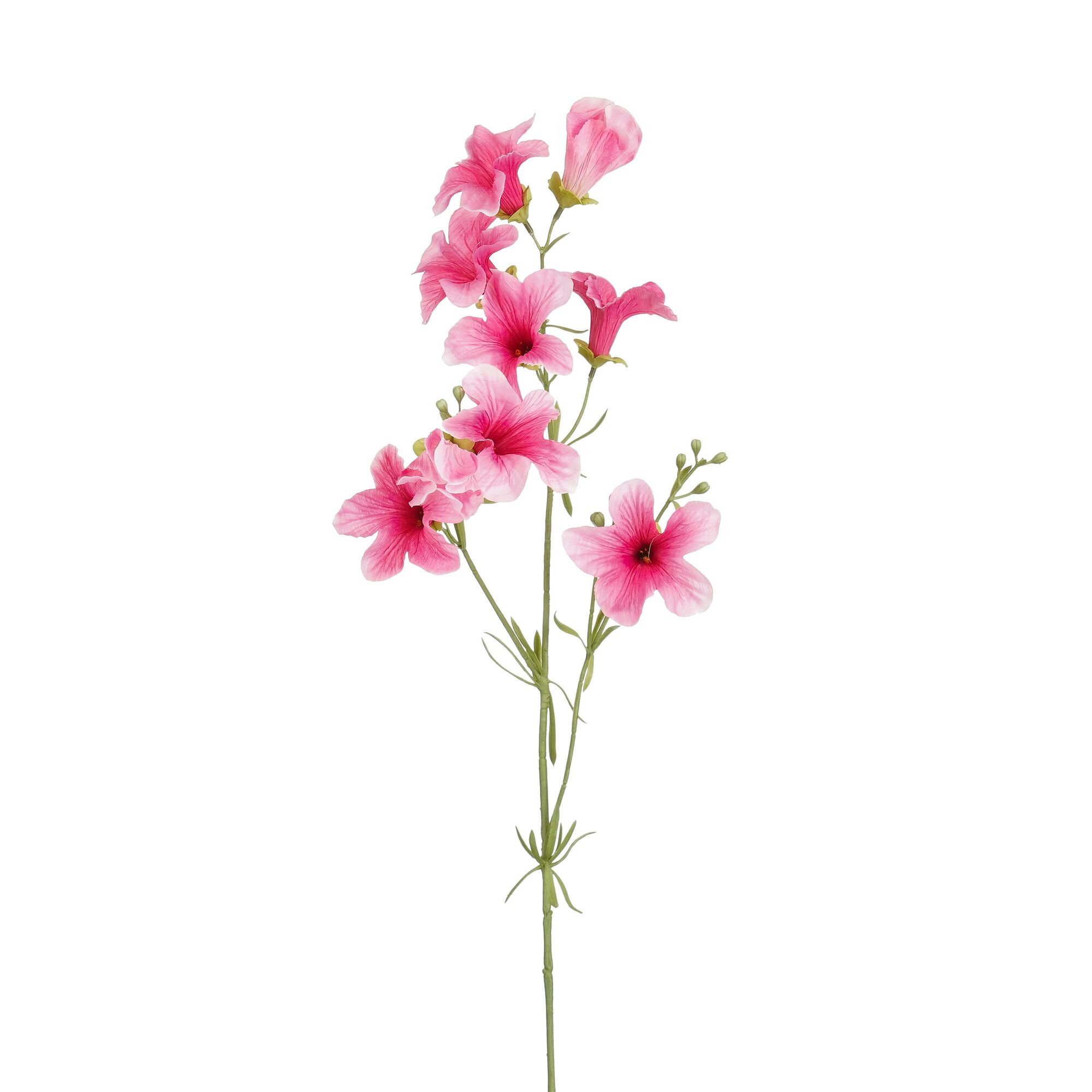 Petunia d.roze