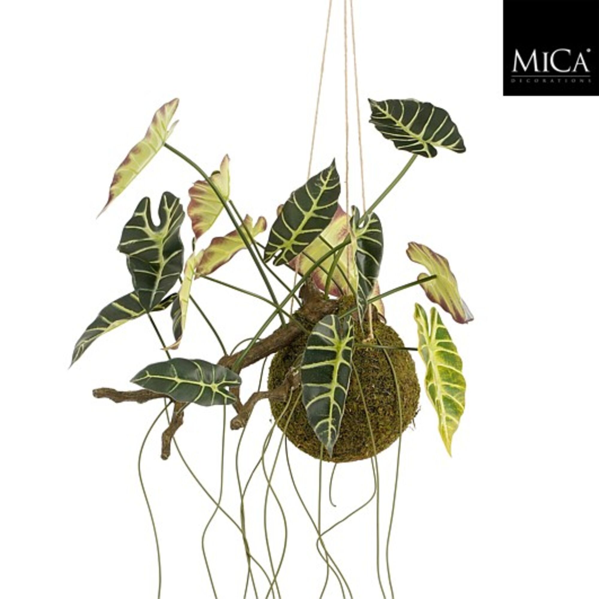 Alocasia hangend groen