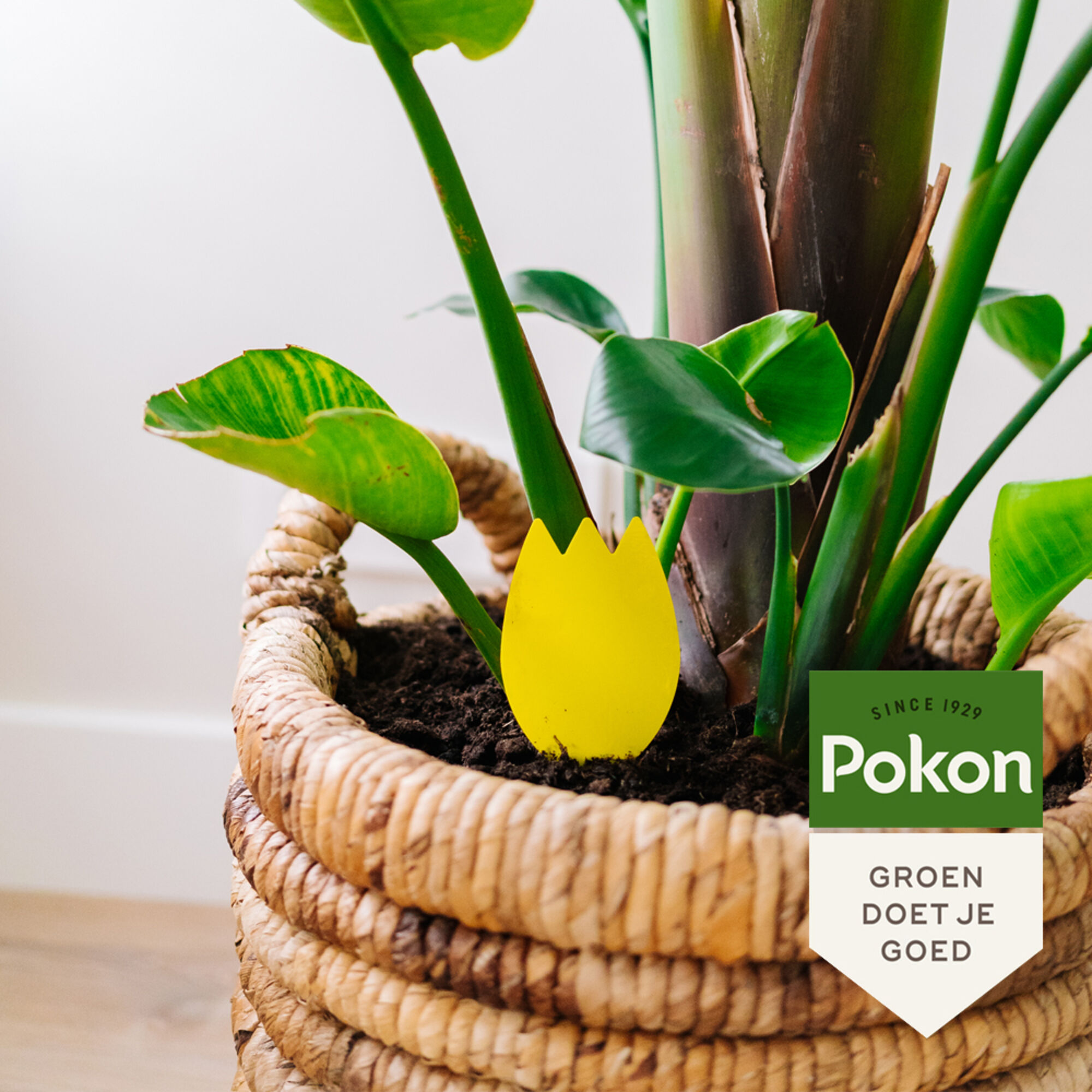 Pokon Bio Vangplaatjes tegen Rouwvliegjes