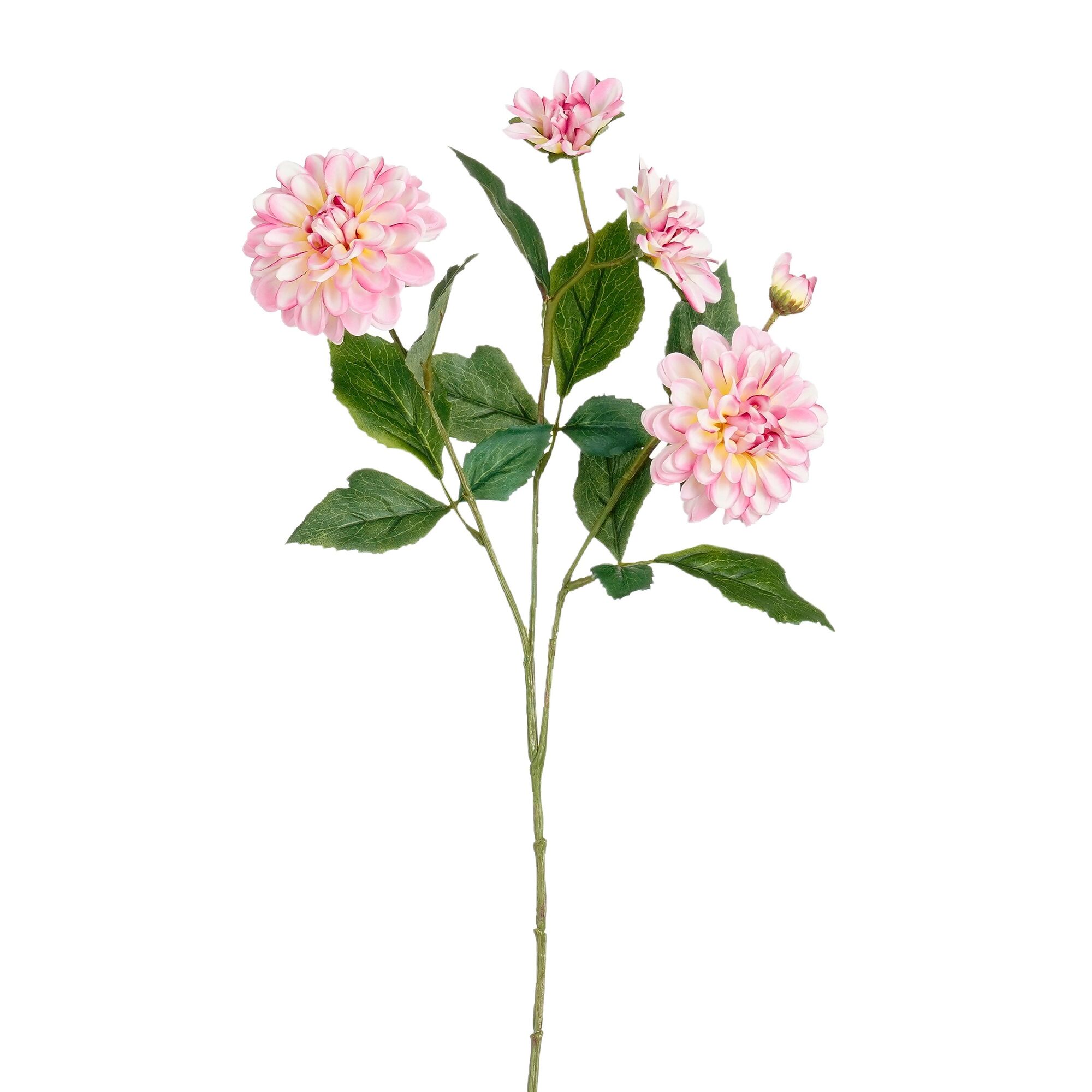 Dahlia lila