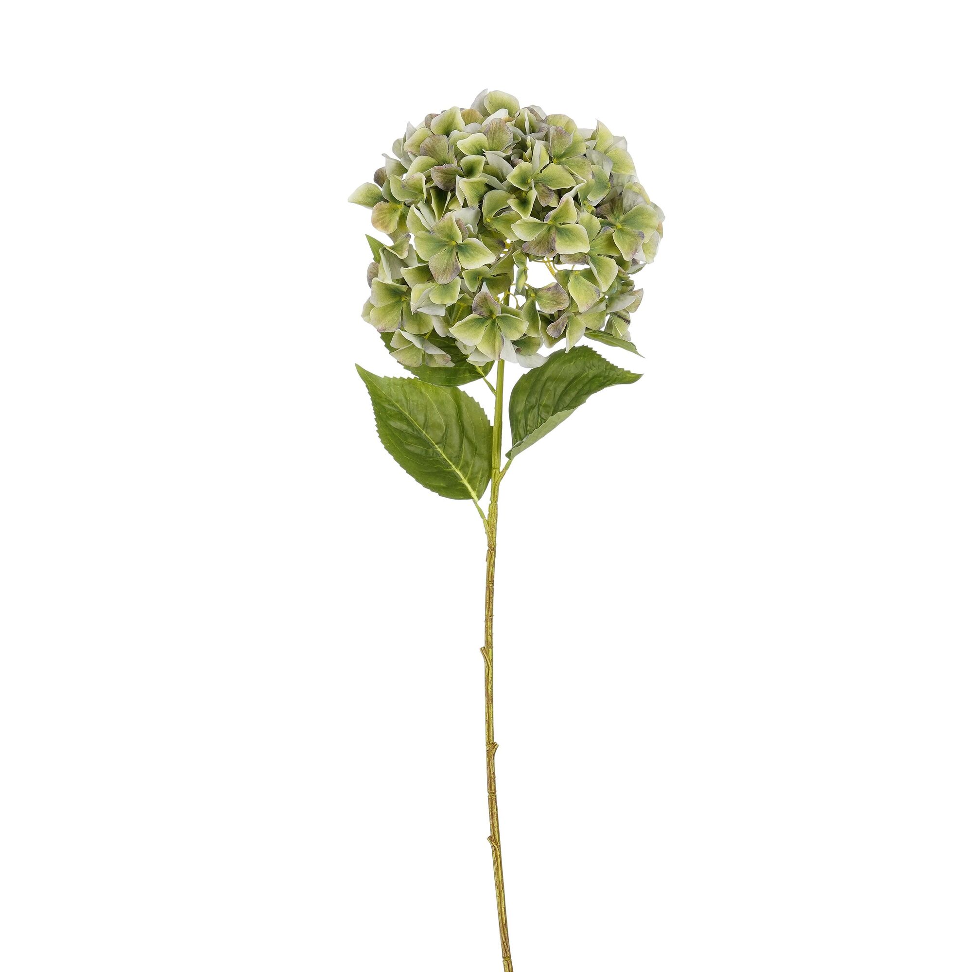 Hortensia groen