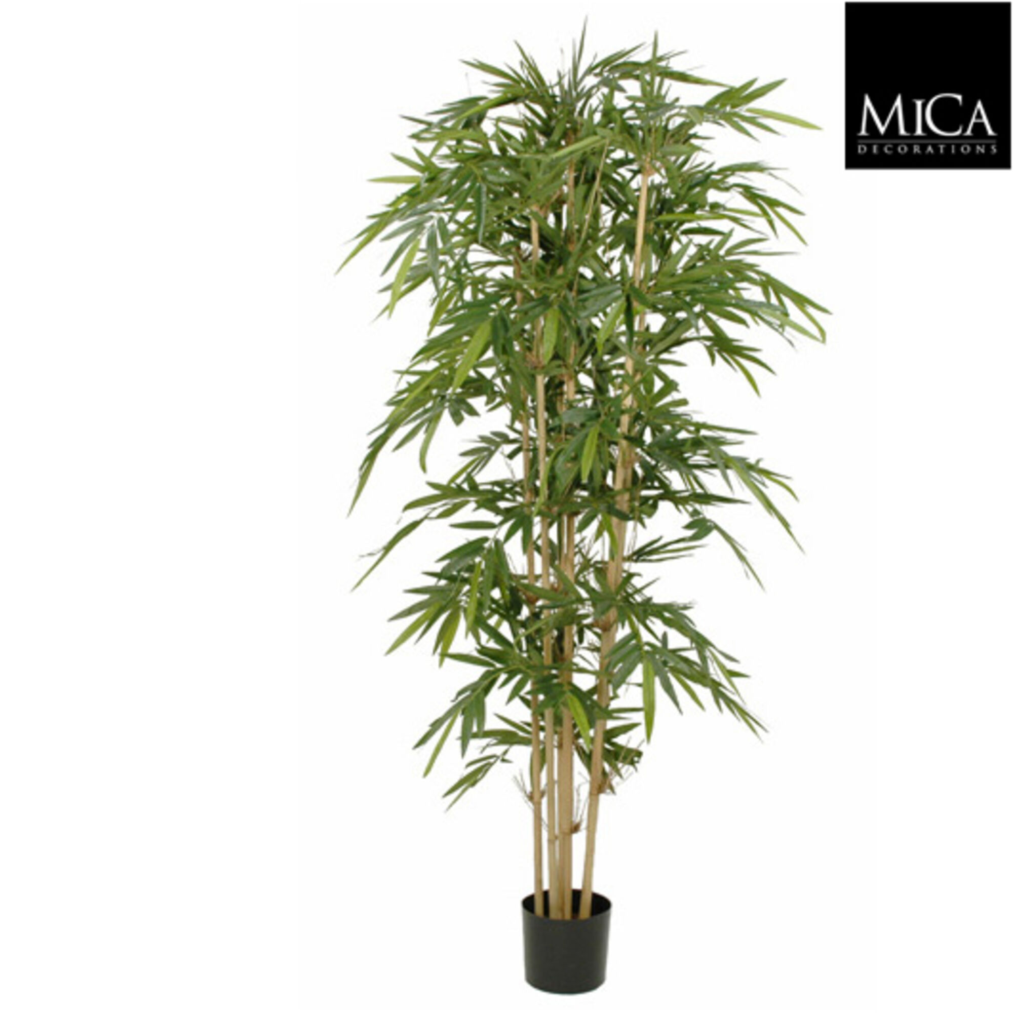 Bamboe groen in plastic pot