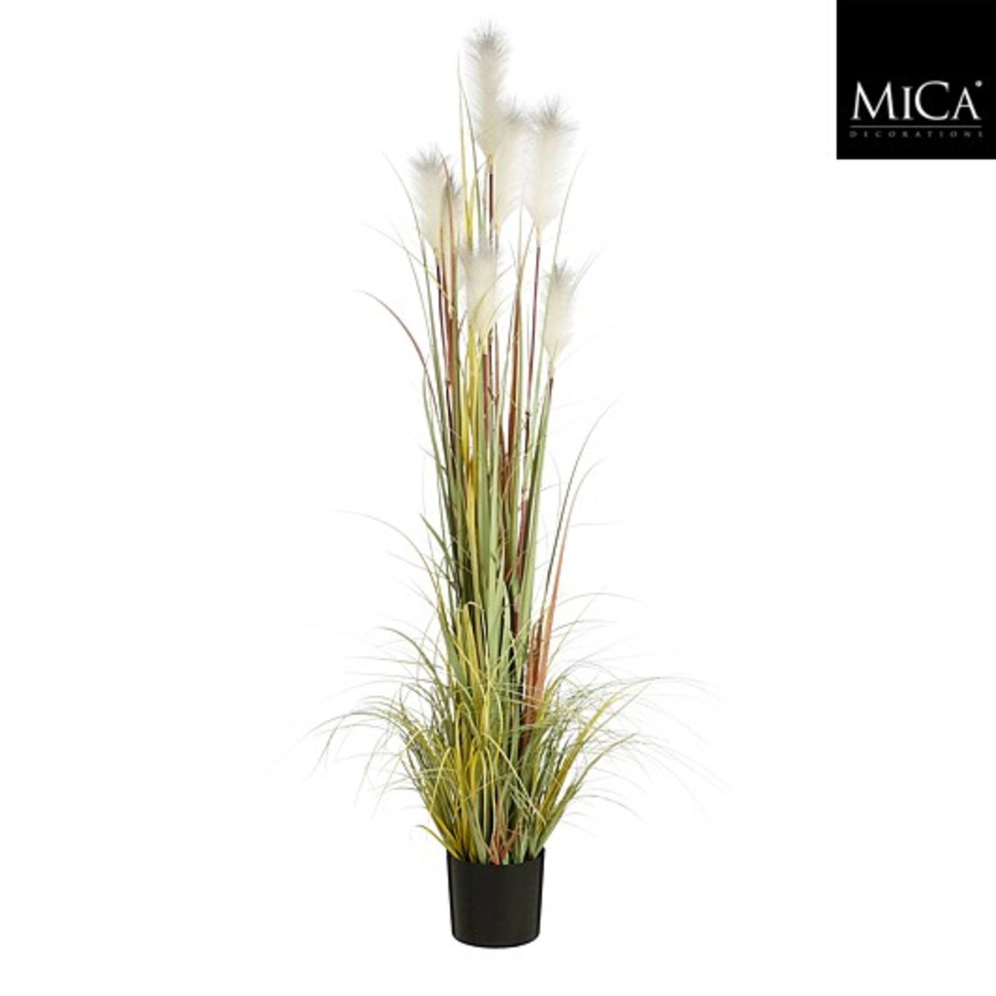 Pluimgras foxtail wit in plastic pot