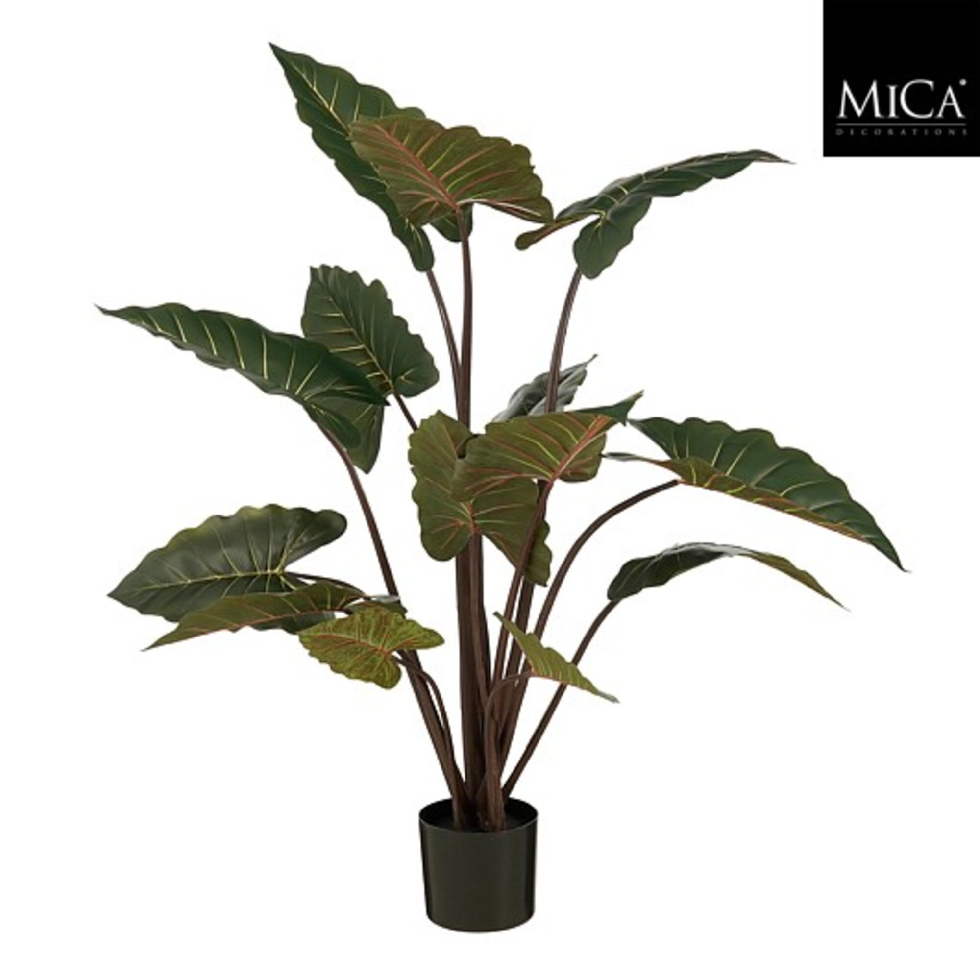Alocasia in pot groen