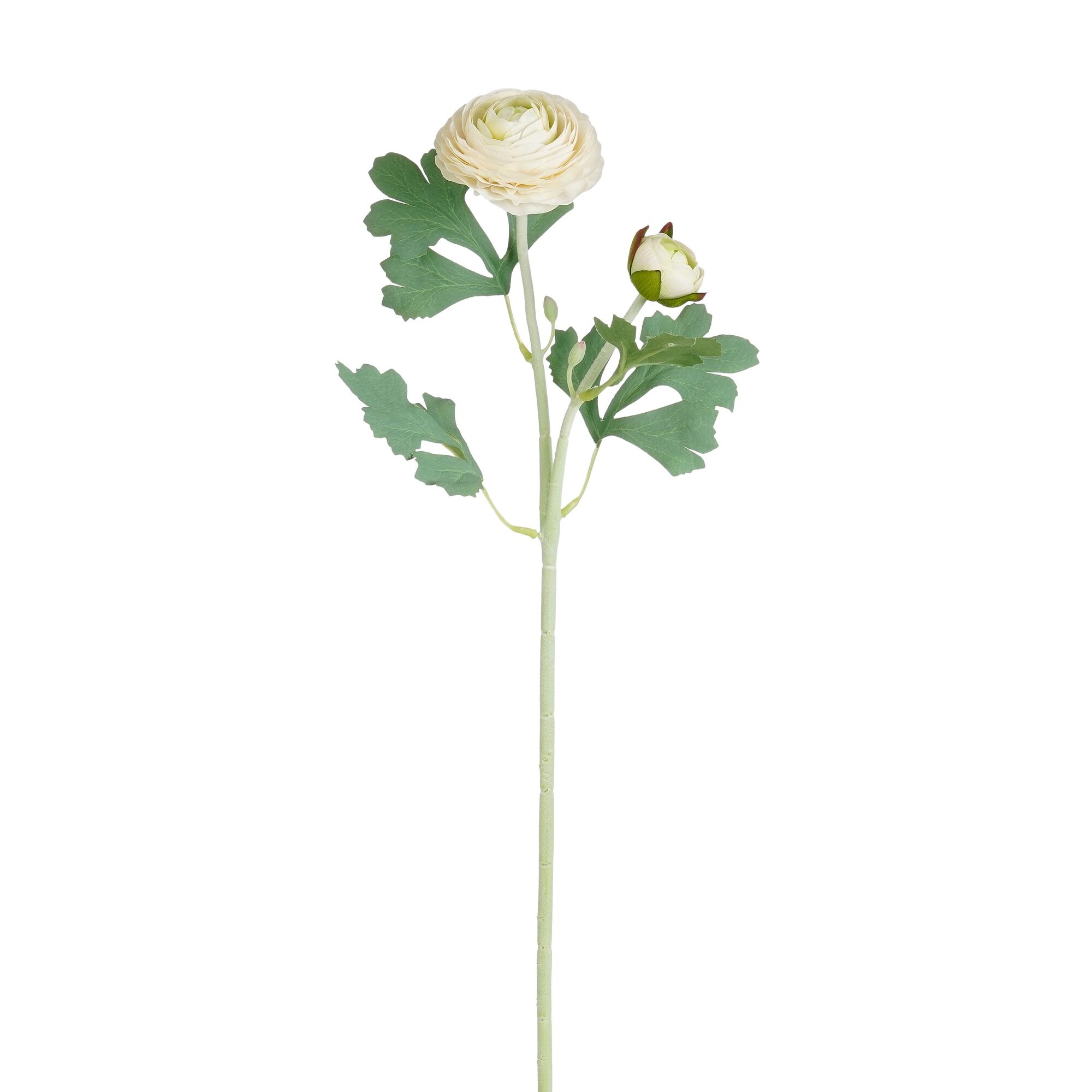 Ranunculus creme