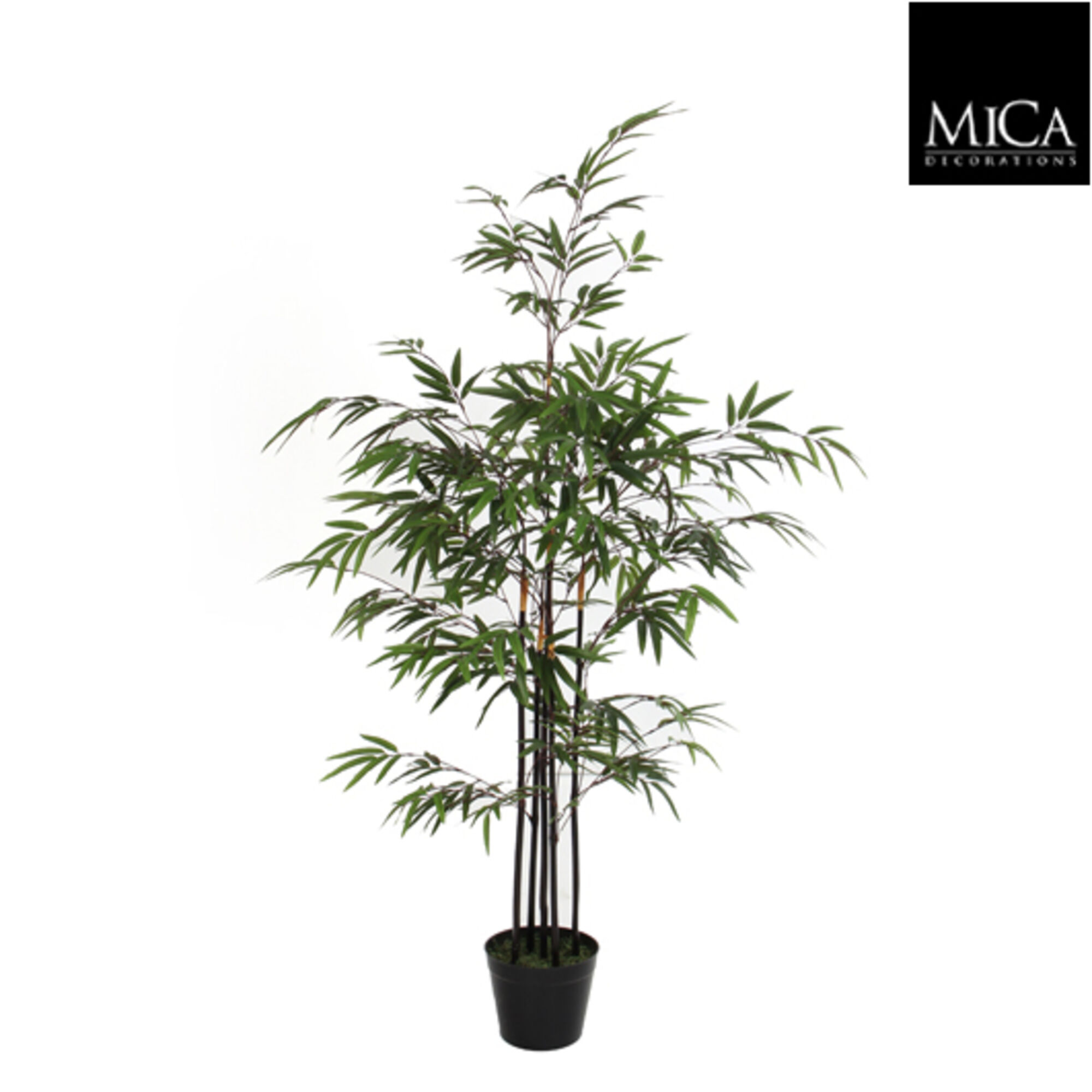 Bamboe groen in plastic pot