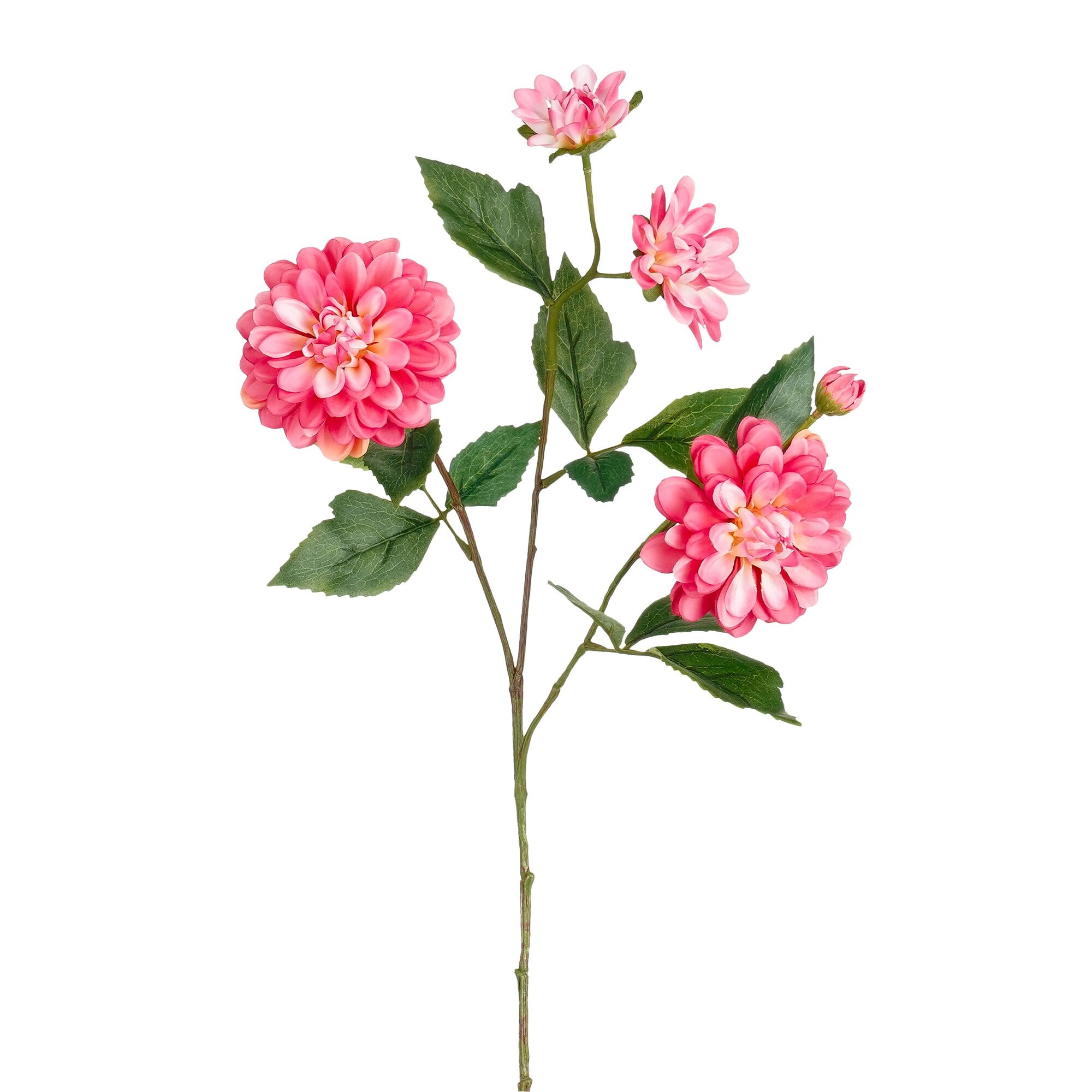 Dahlia roze