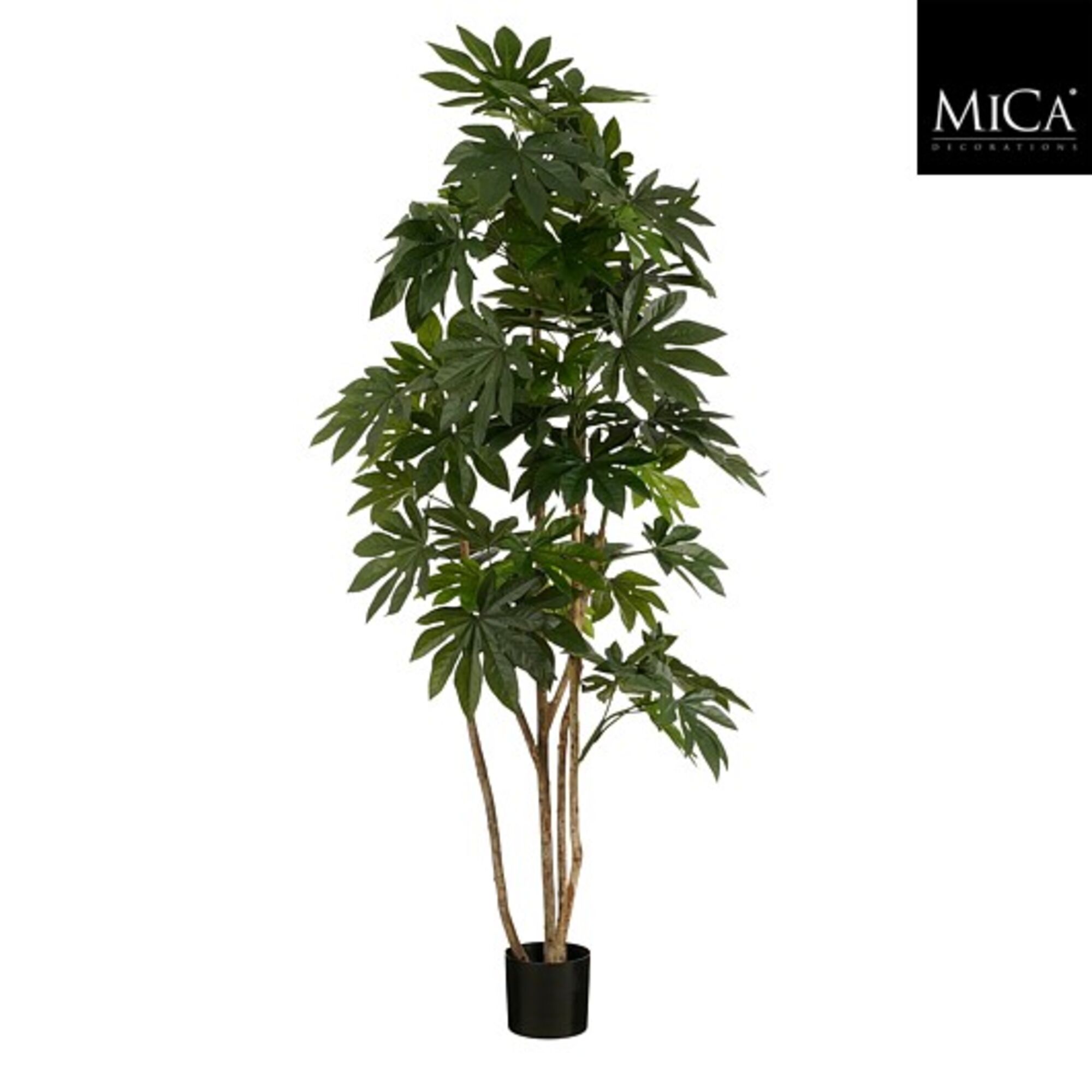 Vingerplant in pot groen